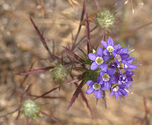 2009-06-15_21 Navarretia viscidula cropped TN.jpg - 35073 Bytes